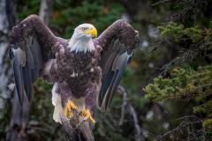 2410-01-armin-roesch-Weisskopfseeadler_Yukon